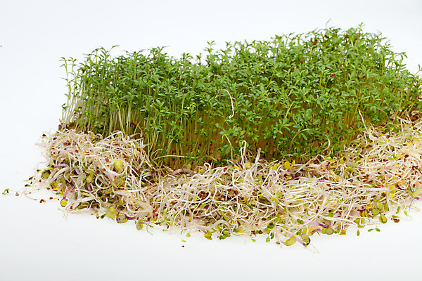 포토 JPG 해외이미지 음식 백그라운드 잎 패턴 농업 다이어트 채소 재료 자연 추상 건조 건강 종류 씨앗 사람없음 초록색 새싹 주방 샐러드 흰색 하트 신선 냄비 낟알 시리얼 먹기 허브 유기농 질감 날것 아로마 뿌리 고립 대두 식욕 채식주의자 칼슘 해외202004 해외포토 모양 식물 웰빙 산업 컬러 무늬 모션 솥 생태계 채식 파일형식 이미지허브