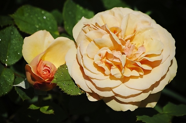 포토 JPG 해외이미지 식물 꽃 잎 자연 사람없음 여름 장미 정원 봄 벚꽃 나뭇가지 원예 내추럴 해외202004 해외포토 나무 계절 취미 생태계 파일형식 이미지허브