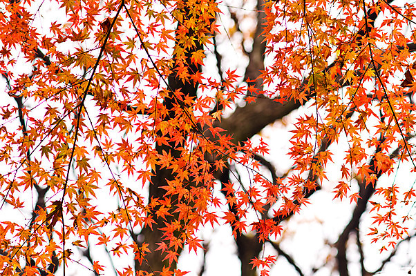 포토 JPG 해외이미지 나무 식물 계절 공원 백그라운드 단풍 잎 오렌지 자연 하늘 사람없음 빨간색 빛 갈색 정원 일본 침묵 가을 나뭇가지 시골 변화 숲 장면 10월 내추럴 해외202004 해외포토 공공시설 아시아 컬러 컨셉 과일 소리 날짜 생태계 파일형식 이미지허브