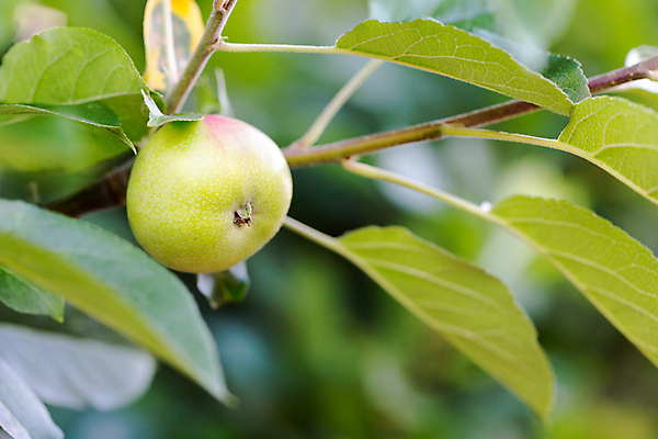 포토 JPG 해외이미지 나무 계절 음식 잎 농업 과일 자연 아침 새로움 건강 사람없음 야외 초록색 여름 농장 정원 수확 성장 가을 물방울 나뭇가지 신선 달콤 사과 이슬 작음 과수원 다발 오브젝트 싱글 유기농 내추럴 숙성 숨기 해외202004 해외포토 주간 식물 웰빙 산업 컬러 컨셉 모션 맛 크기 생태계 파일형식 이미지허브