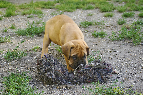 포토 JPG 해외이미지 식물 동물 놀이 사람없음 야외 초록색 반려동물 가축 개 달콤 강아지 송곳니 기르기 동물상 유래 해외202004 해외포토 컬러 포유류 조형물 맛 치아 돌봄 파일형식 이미지허브