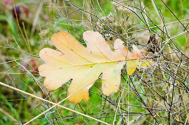 포토 JPG 해외이미지 나무 식물 계절 백그라운드 잎 겨울 패턴 오렌지 자연 추상 건조 기술 사람없음 야외 빨간색 초록색 햇빛 태양 갈색 노란색 가을 황금 떨어짐 숲 심볼 서식 장면 북쪽 정맥 10월 멀티 옛날 해외202004 해외포토 자연요소 컬러 컨셉 무늬 과일 날짜 방향 생태계 혈관 파일형식 이미지허브