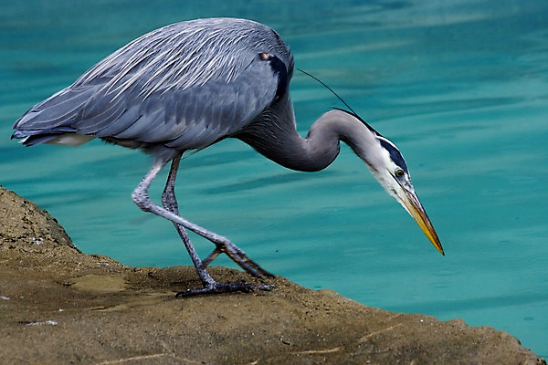 포토 JPG 해외이미지 동물 공원 호수 야생동물 날개 자연 조류 사람없음 옆모습 물 파란색 강 노란색 회색 큼 왜가리 깃털 부리 사냥꾼 물새 서식지 계산서 내추럴 해외202004 해외포토 자연요소 직업 공공시설 뷰포인트 컬러 크기 생태계 파일형식 이미지허브