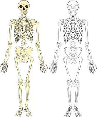 EPS 해외이미지 일러스트 해부 뼈 골격 엑스레이 건강 사람 할로윈 지압 척추 생물학 해골모형 해외202004 해외일러스트 교육 의학 모형 마사지 파일형식 벡터 이미지허브