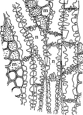 EPS 해외이미지 선 일러스트 미술 목재 노란색 검은색 수확 흰색 그림 판화 미루나무 방법 해외202004 해외일러스트 나무 컬러 농업 재료 문화예술 파일형식 벡터 이미지허브