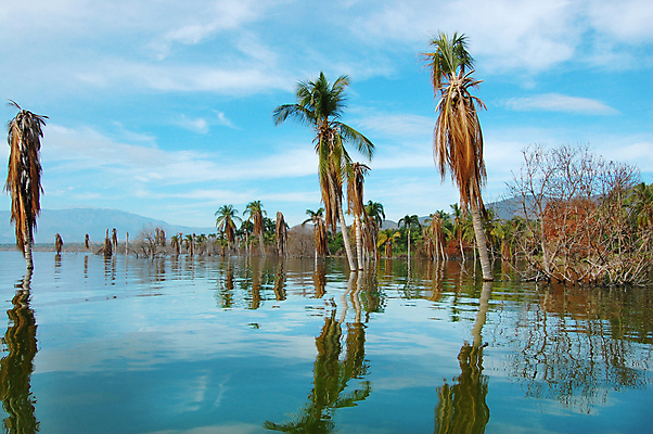 포토 JPG 해외이미지 나무 식물 구름 모래 파도 바다 섬 여행 백그라운드 잎 자연 하늘 휴가 휴식 손바닥 풍경 사람없음 야외 초록색 물 여름 파란색 햇빛 맑음 침묵 만 뜨거움 휴양지 코코넛 대서양 석호 파라다이스 해외202004 해외포토 자연요소 손 계절 컬러 컨셉 과일 날씨 태양 소리 장소 생태계 파일형식 이미지허브