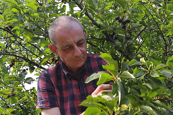 포토 JPG 해외이미지 나무 백인 열매 노년 행복 음식 농업 과일 자연 건강 한명 사람 빨간색 초록색 정원 일몰 기쁨 수확 성장 신선 업무 체리 맛 농부 저녁 6월 수집 주기 유기농 밭일 숙성 해외202004 해외포토 서양인 식물 직업 1 웰빙 감정 산업 컬러 컨셉 모션 성인 노을 작업 날짜 야간 생태계 파일형식 이미지허브