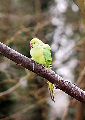 포토 JPG 해외이미지 나무 겨울 조류 사람없음 다양 추위 나뭇가지 잉꼬 침범 해외202004 해외포토 식물 동물 계절 다수 파일형식 이미지허브