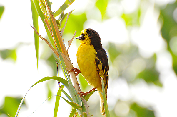 포토 JPG 해외이미지 동물 야생동물 아프리카 조류 사람없음 배고픔 사파리 탄자니아 해외202004 해외포토 나라 파일형식 이미지허브
