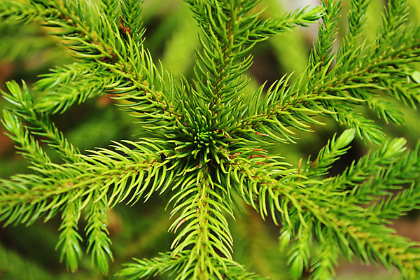 포토 JPG 해외이미지 나무 식물 구름 공원 꽃잎 꽃 여행 백그라운드 잎 꽃무늬 패턴 자연 하늘 휴식 손바닥 풍경 잔디 사람없음 야외 초록색 여름 햇빛 정원 흰색 개화 숲 그늘 에코 원예 질감 조경 내추럴 고립 동물상 생태학 파라다이스 해외202004 해외포토 자연요소 손 계절 공공시설 교육 컬러 컨셉 무늬 취미 태양 조형물 환경 생태계 파일형식 이미지허브