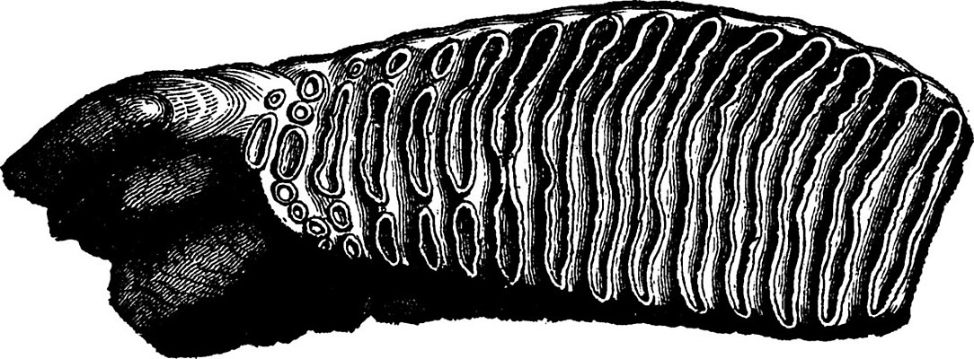 EPS 해외이미지 일러스트 해부 코끼리 세포 종류 미술 검은색 수확 골동품 흰색 역사 변화 치아 그림 생물학 치수 화석 고생물 판화 멸종 멸종위기동물 내추럴 매머드 옛날 해외202004 해외일러스트 동물 교육 컬러 컨셉 농업 포유류 의학 문화예술 생물 소화기관 파일형식 벡터 멸종위기종 이미지허브