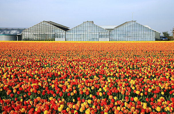 포토 JPG 해외이미지 식물 전통 계절 꽃잎 꽃 패턴 밭 농업 오렌지 자연 유리 하늘 사람없음 야외 건물 초록색 컬러풀 햇빛 농장 노란색 일출 정원 일몰 봄 활발 튤립 성장 벚꽃 시골 침대 신선 개화 변화 네덜란드 원예 온실 정중 줄서기 세련 해외202004 해외포토 건축물 유럽 산업 컬러 가구 컨셉 무늬 과일 모션 재질 취미 태양 노을 생태계 파일형식 이미지허브