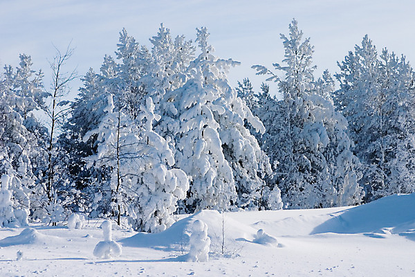 포토 JPG 해외이미지 주간 나무 겨울 자연 하늘 사람없음 야외 겨울풍경 해외202004 눈덮임 해외포토 자연요소 식물 계절 컨셉 풍경 생태계 파일형식 이미지허브