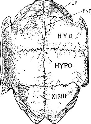EPS 해외이미지 선 일러스트 미술 검은색 수확 흰색 거북이 고도 그림 판화 그리스인 등딱지 해외202004 해외일러스트 서양인 컬러 농업 파충류 문화예술 파일형식 벡터 이미지허브