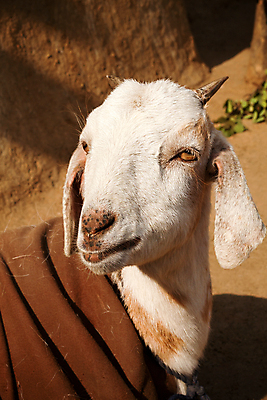 포토 JPG 해외이미지 동물 얼굴 백그라운드 겨울 염소 털 뿔 동양인 사람없음 갈색 흰색 닫기 모피 인도인 날카로움 기르기 밭일 해외202004 해외포토 외국인 계절 컬러 포유류 모션 인종 신체부위 돌봄 파일형식 이미지허브