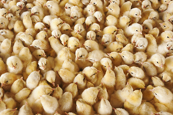 포토 JPG 해외이미지 동물 새끼 조류 사람없음 가로 농장 노란색 치킨 가축 성장 바쁨 카피스페이스 해외202004 해외포토 컬러 농업 공백 닭고기요리 파일형식 이미지허브