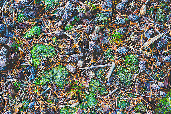 포토 JPG 해외이미지 나무 식물 계절 백그라운드 잎 크리스마스 패턴 자연 아침 추상 건강 이끼 풍경 사람없음 야외 장식 초록색 갈색 냉동 젖음 촉촉함 가을 흰색 죽음 소나무 쓰레기 숲 유기농 질감 서리 솔방울 시들음 내추럴 땅바닥 엘리먼트 옛날 해외202004 해외포토 주간 웰빙 기념일 컬러 무늬 바닥 생태계 파일형식 이미지허브