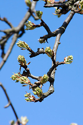 포토 JPG 해외이미지 나무 식물 계절 잎 과일 자연 하늘 사람없음 초록색 파란색 새싹 환경 정원 봄 벚꽃 흰색 나뭇가지 개화 해외202004 해외포토 꽃 컬러 생태계 파일형식 이미지허브
