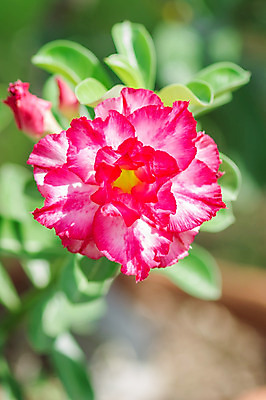 포토 JPG 해외이미지 나무 식물 계절 공원 꽃잎 꽃 아시아 분홍색 잎 꽃무늬 자연 따뜻함 동양인 사람없음 빨간색 초록색 빛 장미 머리 환경 정원 봄 사막 성장 벚꽃 흰색 신선 뜨거움 개화 원예 내추럴 해외202004 해외포토 공공시설 나라 컬러 무늬 인종 취미 신체부위 생태계 파일형식 이미지허브