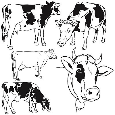 EPS 해외이미지 클립아트 동물 농업 곡선 일러스트 포유류 뿔 세트 농장 가축 점 소 스케치 자르기 수집 그림 윤곽 손그림 젖 송아지 해외202004 해외일러스트 산업 선 새끼 모션 미술 파일형식 벡터 이미지허브