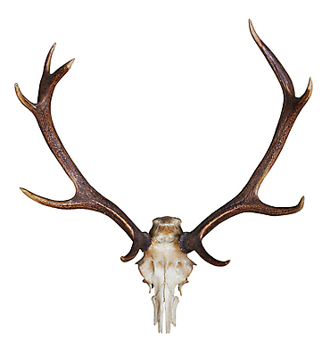포토 JPG 해외이미지 동물 접시 남자 길 벽 해부 초식동물 사슴 산 뼈 골격 뿔 사람없음 장식 힘 흰색 죽음 큼 발사 자르기 상패 트로피 사냥 고립 구식 엘크 웅장함 해골모형 강조 해외202004 해외포토 식기 컬러 포유류 의학 모션 사람 모형 크기 상_우승 파일형식 이미지허브
