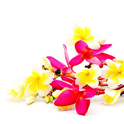 포토 JPG 해외이미지 식물 디자인 꽃잎 꽃 분홍색 백그라운드 자연 휴식 사람없음 노란색 스파 벚꽃 흰색 하와이 향기 냄새 발리 환영 고립 엘리먼트 이국적 하와이인 알로하 해외202004 해외포토 외국인 컬러 섬 컨셉 미국 인사 생태계 인도네시아 파일형식 이미지허브
