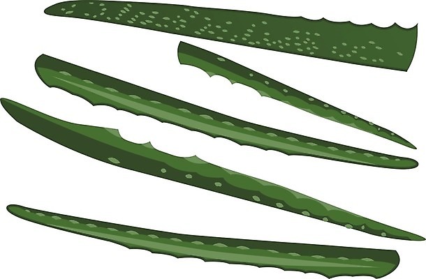 EPS 해외이미지 식물 디자인 꽃 백그라운드 잎 꽃무늬 일러스트 자연 선인장 건강 장식 초록색 약 화장품 흰색 신선 만화 허브 오브젝트 그림 유기농 내추럴 돌봄 알로에 엘리먼트 스타일 해외202004 해외일러스트 웰빙 컬러 무늬 의학 모션 뷰티 생태계 파일형식 벡터 이미지허브