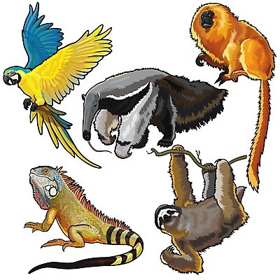 EPS 해외이미지 동물 척추동물 야생동물 일러스트 포유류 파충류 자연 조류 동물원 초록색 세트 환경 미국 황무지 황금 숲 사자 큼 열대우림 수집 대륙 흰배경 생물학 앵무새 도마뱀 이구아나 서식지 남쪽 고립 동물상 아마존 이국적 잉꼬 특별함 해외202004 해외일러스트 교육 컬러 백그라운드 컨셉 북아메리카 조형물 흰색 크기 방향 생태계 파일형식 벡터 이미지허브
