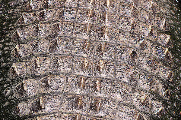 포토 JPG 해외이미지 동물 백그라운드 패턴 신체 파충류 표면 추상 사람없음 갈색 미국 못 거친 닫기 피부 묘사 질감 악어 숨김 민물 울퉁불퉁 내려보기 해외202004 해외포토 컬러 컨셉 북아메리카 무늬 모션 신체부위 공구 파일형식 이미지허브