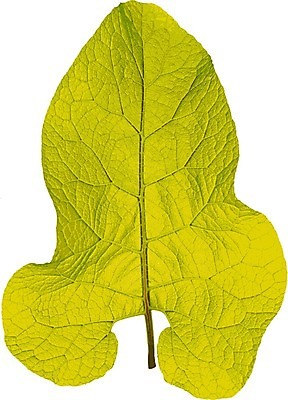 EPS 해외이미지 모양 나무 식물 계절 백그라운드 잎 일러스트 자연 건조 기술 야외 초록색 활발 성장 가을 흰색 나뭇가지 신선 비교 숲 다발 유기농 각도 고립 엘리먼트 해외202004 해외일러스트 웰빙 컬러 컨셉 생태계 파일형식 벡터 이미지허브