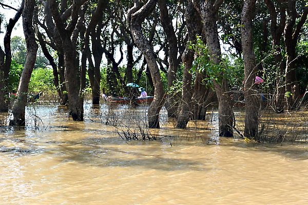포토 JPG 해외이미지 나무 식물 호수 여행 백그라운드 잎 자연 낚시 열대 사람없음 야외 목재 초록색 물 강 태양 반사 노란색 여행객 마을 수중 동남아시아 침묵 고요 젖음 보트 숲 나룻배 열대우림 홍수 카누 낚시꾼 캄보디아 민물 뱃놀이 해외202004 해외포토 자연요소 아시아 컬러 배_교통 재료 레저 사람 전통놀이 소리 수상스포츠 자연재해 생태계 파일형식 이미지허브