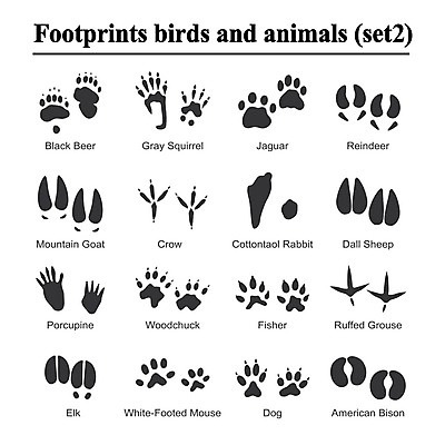 EPS 해외이미지 모양 동물 실루엣 야생동물 백그라운드 일러스트 포유류 자국 자연 조류 염소 어업 그래픽 반려동물 세트 검은색 흰색 개 쥐 인쇄 발자국 수집 심볼 사인 윤곽 까마귀 고립 선로 순록 양발 엘크 자취 재규어 해외202004 해외일러스트 산업 컬러 촬영기법 설치류 생태계 파일형식 벡터 이미지허브