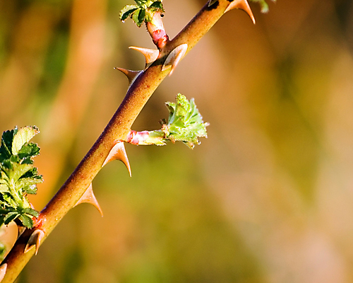 포토 JPG 해외이미지 식물 꽃 줄기 백그라운드 자연 사람없음 초록색 환경 정원 봄 성장 벚꽃 개화 가시 묘사 날카로움 내추럴 생태학 해외202004 해외포토 계절 교육 컬러 생태계 파일형식 이미지허브