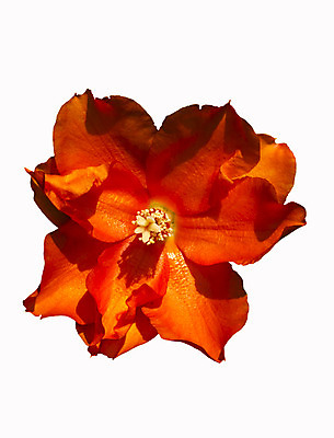 포토 JPG 해외이미지 식물 계절 꽃잎 꽃 행복 백그라운드 꽃무늬 오렌지 자연 씨앗 사람없음 컬러풀 정원 공백 벚꽃 흰색 개화 아로마 꽃가루 내추럴 고립 조언 해외202004 해외포토 감정 컬러 무늬 과일 가루 생태계 파일형식 이미지허브