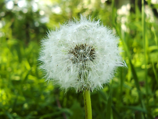 포토 JPG 해외이미지 식물 계절 공원 꽃잎 꽃 줄기 백그라운드 자연 바람 휴가 씨앗 사람없음 야외 초록색 빛 햇빛 태양 정원 봄 자유 흰색 나뭇가지 시골 신선 칼날 민들레 분무기 솜털 무료 타격 그리너리 해외202004 해외포토 자연요소 나무 공공시설 컬러 컨셉 모션 날씨 생태계 파일형식 트랜드컬러 이미지허브