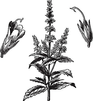 EPS 해외이미지 식물 백그라운드 잎 패턴 일러스트 재료 자연 건강 미술 초록색 약 검은색 수확 골동품 성장 흰색 신선 민트 허브 향신료 그림 유기농 향기 아로마 판화 아로마테라피 정맥 고립 옛날 해외202004 스피아민트 해외일러스트 웰빙 컬러 무늬 농업 의학 문화예술 생태계 냄새 혈관 테라피 향미료 파일형식 벡터 이미지허브