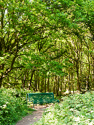 포토 JPG 해외이미지 나무 식물 계절 공원 백그라운드 잎 자연 벽지 하늘 왕관 요정 풍경 사람없음 야외 목재 초록색 여름 파란색 빛 컬러풀 햇빛 평화 환경 맑음 봄 덮개 나뭇가지 숲 큼 신비 역동적 지역 내추럴 삼림지대 해외202004 해외포토 공공시설 컬러 컨셉 재료 날씨 태양 뚜껑 크기 생태계 파일형식 이미지허브