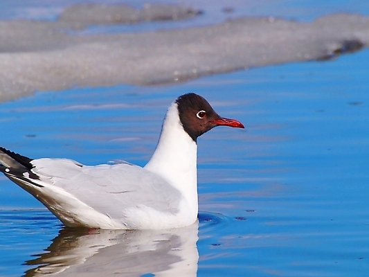 포토 JPG 해외이미지 바다 날개 갈매기 조류 하늘 서기 사람없음 옆모습 물 얼음 깃털 해외202004 해외포토 자연요소 동물 뷰포인트 모션 파일형식 이미지허브