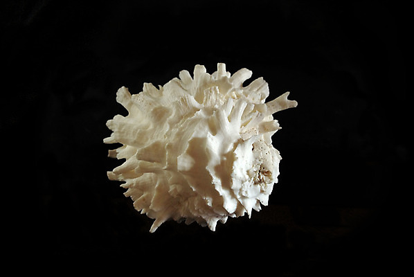 포토 JPG 해외이미지 동물 바다 백그라운드 자연 조개 생물 연체동물 나선형 동물원 사람없음 물 검은색 수중 껍질 흰색 가시 사발 질감 서식 생물학 수족관 원시시대 내추럴 고립 동물상 앵무조개 해외202004 해외포토 자연요소 교육 컬러 무늬 어패류 무척추동물 조형물 사기그릇 역사 생태계 파일형식 이미지허브