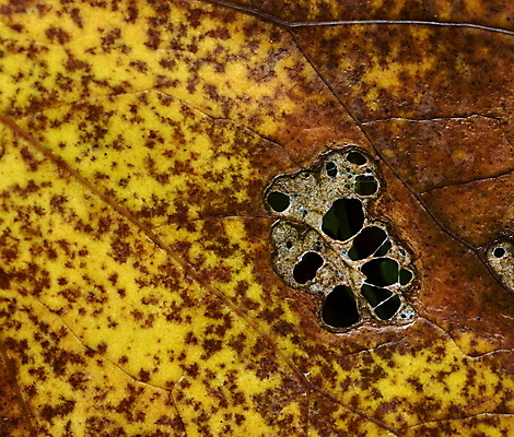 포토 JPG 해외이미지 나무 식물 계절 선 백그라운드 잎 패턴 자연 표면 추상 세포 사람없음 가로 초록색 환경 정원 활발 성장 죽음 신선 묘사 유기농 원예 질감 생물학 심플 내추럴 광합성 생태학 옛날 해외202004 해외포토 웰빙 교육 컬러 컨셉 무늬 취미 생태계 파일형식 이미지허브
