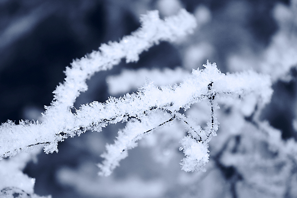 포토 JPG 해외이미지 나무 계절 공원 백그라운드 크리스마스 겨울 밭 자연 벽지 날씨 추상 풍경 사람없음 야외 파란색 빛 맑음 냉동 얼음 추위 흰색 나뭇가지 신선 소나무 신용카드 눈송이 숲 시원함 12월 크리스탈 서리 결정체 눈보라 1월 2월 눈내림 해외202004 해외포토 자연요소 식물 공공시설 기념일 컬러 무늬 농업 눈_날씨 금융 날짜 광석 생태계 파일형식 이미지허브