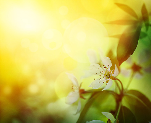 포토 JPG 해외이미지 나무 식물 디자인 계절 공원 꽃잎 꽃 백그라운드 컨셉 잎 꽃무늬 자연 벽지 하늘 사람없음 야외 초록색 정원 봄 성장 벚꽃 흰색 나뭇가지 신선 개화 체리 닫기 사과 소프트포커스 과수원 4월 원예 보케 내추럴 블러 해외202004 해외포토 공공시설 컬러 무늬 농업 과일 모션 촬영기법 취미 날짜 생태계 파일형식 이미지허브