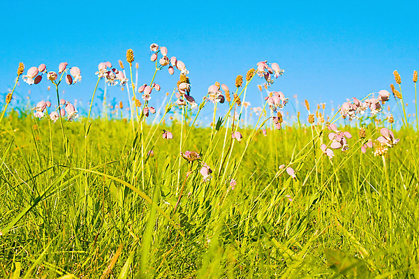 포토 JPG 해외이미지 식물 구름 계절 백그라운드 밭 자연 하늘 바람 날씨 파노라마 풍경 잔디 사람없음 야외 초록색 여름 파란색 빛 컬러풀 햇빛 농장 환경 정원 맑음 봄 활발 흰색 시골 신선 땅 밭일 생태학 수평선 해외202004 해외포토 자연요소 교육 컬러 컨셉 농업 촬영기법 태양 생태계 파일형식 이미지허브