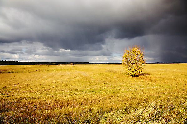 포토 JPG 해외이미지 나무 식물 계절 공원 백그라운드 단풍 낙엽 잎 오렌지 자연 하늘 아침 날씨 풍경 사람없음 목재 빨간색 파란색 빛 햇빛 태양 노란색 환경 맑음 가을 나뭇가지 시골 황금 숲 9월 고도 장면 멀티 전국 해외202004 해외포토 주간 자연요소 공공시설 컬러 과일 재료 날짜 생태계 파일형식 이미지허브