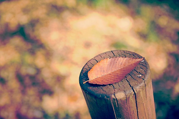 포토 JPG 주간 식물 계절 배경화면 백그라운드 단풍 낙엽 자연 풍경 사람없음 야외 아웃포커스 가을풍경 가을 감성 국내포토 자연요소 컨셉 잎 촬영기법 생태계 파일형식 가을_계절
