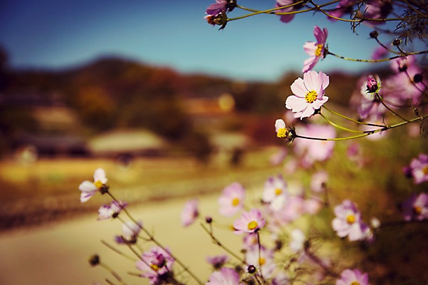 포토 JPG 주간 식물 계절 꽃 배경화면 백그라운드 자연 풍경 사람없음 야외 아웃포커스 가을풍경 가을 코스모스 감성 국내포토 자연요소 컨셉 촬영기법 생태계 파일형식 가을_계절