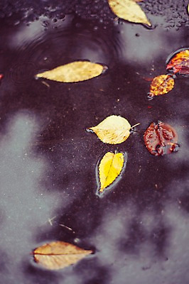 포토 JPG 주간 식물 계절 백그라운드 단풍 낙엽 자연 풍경 사람없음 야외 가을풍경 가을 감성 빗물 국내포토 자연요소 컨셉 잎 비_날씨 생태계 파일형식 가을_계절