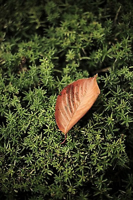 포토 JPG 주간 식물 계절 백그라운드 단풍 낙엽 자연 날씨 풍경 사람없음 야외 가을풍경 젖음 가을 비 감성 국내포토 자연요소 컨셉 잎 생태계 파일형식 가을_계절