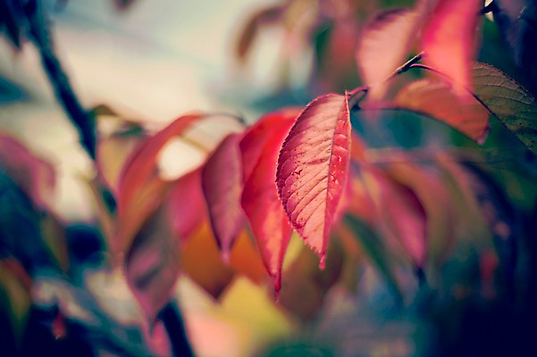 포토 JPG 주간 식물 계절 배경화면 백그라운드 단풍 낙엽 자연 날씨 풍경 사람없음 야외 아웃포커스 가을풍경 젖음 가을 비 감성 국내포토 자연요소 컨셉 잎 촬영기법 생태계 파일형식 가을_계절