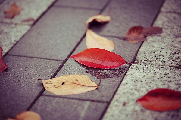 포토 JPG 주간 식물 계절 배경화면 백그라운드 단풍 낙엽 자연 날씨 바닥 풍경 사람없음 야외 아웃포커스 가을풍경 젖음 가을 비 감성 국내포토 자연요소 컨셉 잎 촬영기법 생태계 파일형식 가을_계절